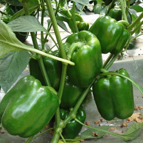 河南農家圓椒 皮厚肉多清甜，新鮮燈籠辣椒直送到家